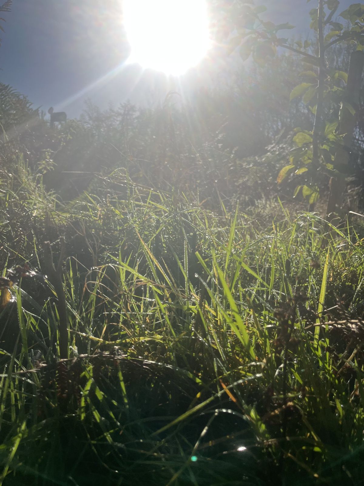 Low morning sun through wet grass and young trees at Mossdale