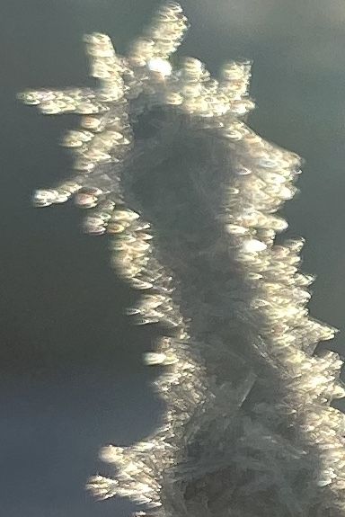 Frost crystals glittering on a frozen stem